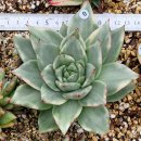 제이드스타금,블랑코마리아금,<b>고혼진</b>금???? 4종모듬셋트 ????.????