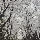 신호묘 | [경주 벚꽃 명소] 김유신장군묘부터 흥무로까지 여유로운 산책 코스