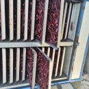 2025년 햇 고추 판매 이미지