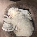 가좌동물병원 | 건강] 1살 비숑의 만성 구토와 설사, 단순 장염이 아니라고? (ft. 에디슨병 의심 / 공덕 깨배동물병원)