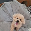 킁킁멍멍 네이버블로그