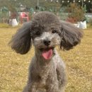 [자작] 강아지와 고양이 알러지 검사의 모든 것을...