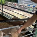 영석목장 이미지