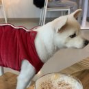 퍼피펍피 이미지