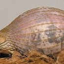 조선껍데기 이미지