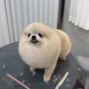 퍼피팸퍼 이미지