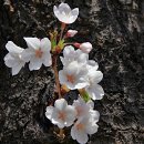 고목나무 이미지