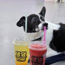 우다다 유치원 | 영종도애견카페 댕댕존 100평 실내 강아지놀이터 데이케어 유치원 후기