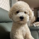 그루밍 블라썸 이미지