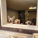 리본동물의료센터 이미지