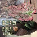 제일화원 | 월간화원 식물구매 후기 내돈내산 솔직 리뷰