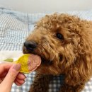 견바라기 이미지