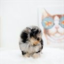 알로하 동물병원 | 송파구포메라니안분양 운명처럼 다가온 아이