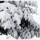 노송목장 이미지