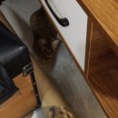 고양이발 이미지