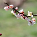 순천향매실마을 이미지