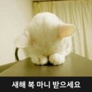 박씨물고온제비 이미지