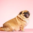 탑스동물병원 이미지