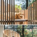 MODERN CAT 이미지