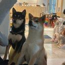 와글와글댕댕 이미지