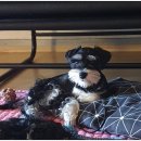 루스켄넬 이미지