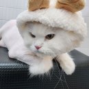 잔다냥 천안점 이미지