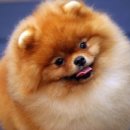 강아지랑 이미지