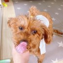 [강아지 용품] 일산 메가쥬 펫페에서 받은 “에브리원스 펫 바디티슈” 솔직 후기! - good