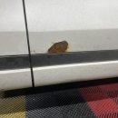 오정구 신흥로470번길 97 | [부천할렘디자인] gv70 녹제거 부분도색 가능할까?? 금액공개