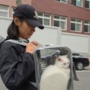 씨에이치동물병원