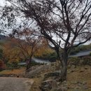 비슬산의 가을 단풍 이미지