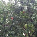 신포우리만두(봉선2호점) | 뚜벅이 1인 목포 무화과 사냥 여행