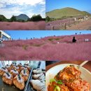 새빌 | 제주 핑크뮬리 카페 새빌카페 마노르블랑 맛집 광해 11월 제주도
