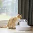 네코모리 이미지