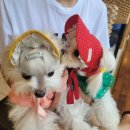 장재영외과동물병원 이미지