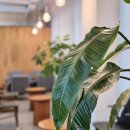 2591 | 포항 효자 미용실 망한머리살리기 스놉헤어 효자점