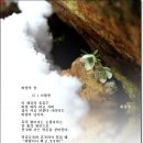바람의꽃 이미지