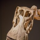 알라모사우루스 이미지