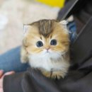 대구고양이분양 테디럽 이미지