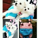 강아지 포대기 불편해? 이미지