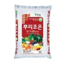 조은뿌리