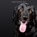모래알 애견동반 온수풀펜션 | 모래알 애견동반 펜션 직접 확인한 이용 조건 정리