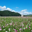 북천꽃단지 이미지