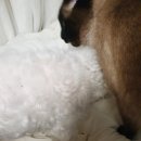 독구제과 이미지