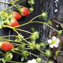 이상원농장 이미지