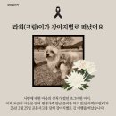 라희(크림)이가 사고로 별이 되었어요ㅠㅠ 이미지