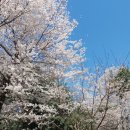 양재시민의숲 공원 테니스장 이미지