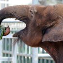 전주동물원 이미지