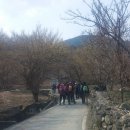 산수유꽃길로 이미지