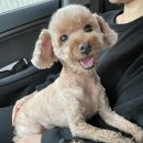 리리네 펫살롱 이미지